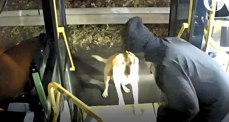 Busfahrer rettet ängstlichen Hund vor Entführung - seine clevere Reaktion macht ihn zum Helden