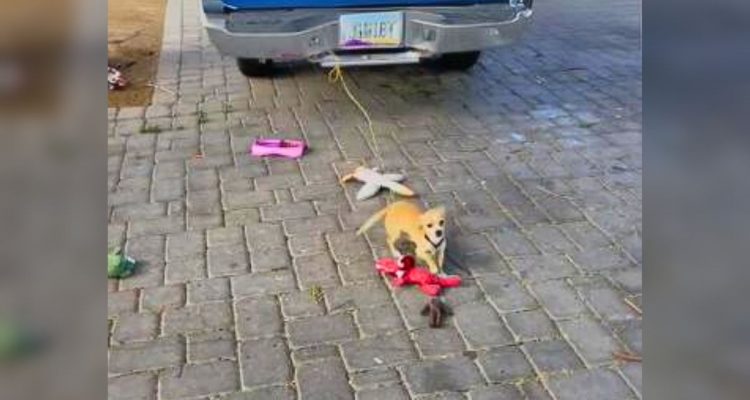 Chihuahua ist Leben lang am Auto angebunden - Was eine Frau dann tut, lässt alle Herzen schmelzen
