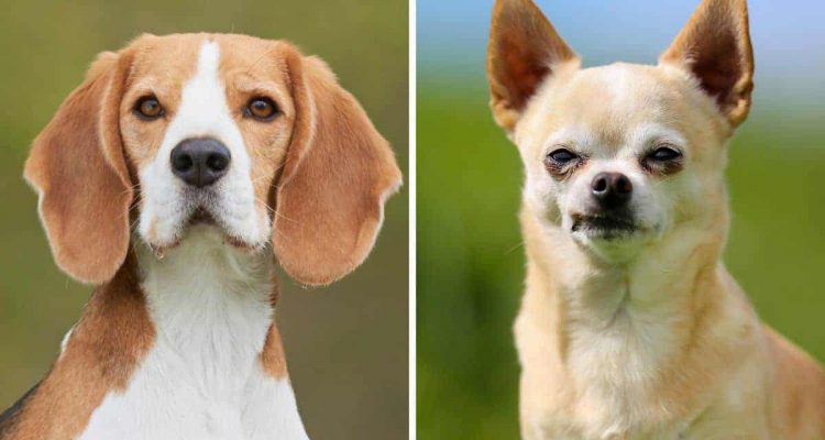 Chihuahua und Beagle bekommen Nachwuchs – so zuckersüß sehen ihre kleinen “Cheagle” aus