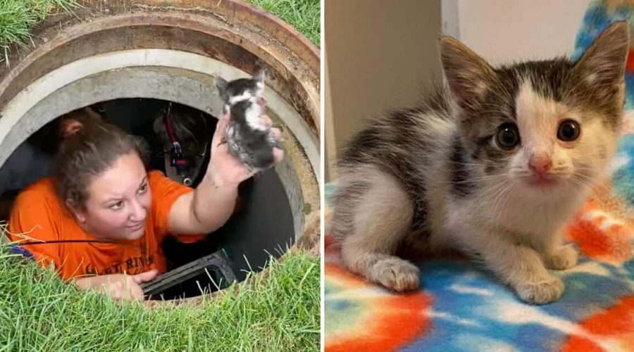 Unglaubliche Rettungsaktion: Katzen-Baby über 40 Stunden im Abwasserkanal gefangen