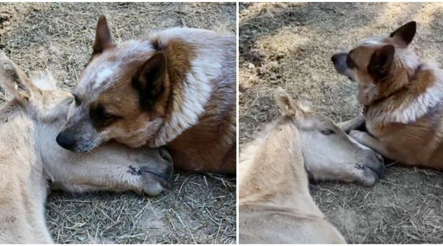 Hund rettet 9 Tage altes Waisen-Fohlen: Wie aus einem grausamen Schicksal echte Freundschaft wird