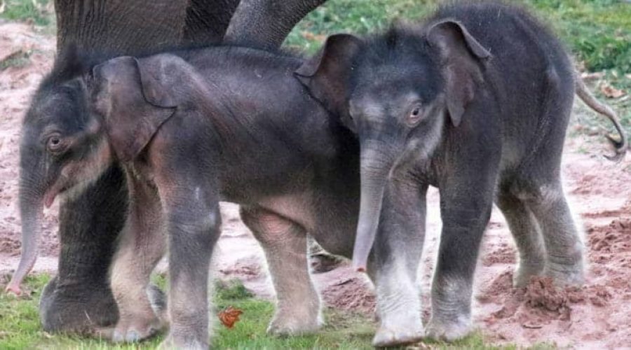 Zwillingsgeburt im Zoo: Vom Aussterben bedrohte Elefantenart sorgt für Sensation