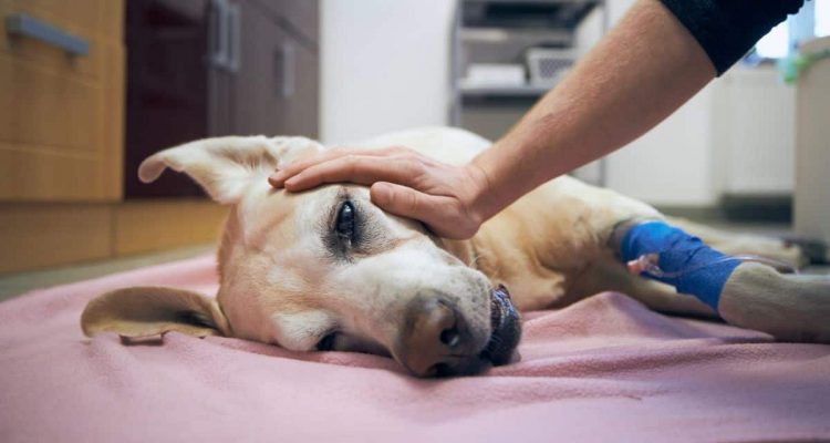 darf ein tierarzt einen gesunden hund einschläfern