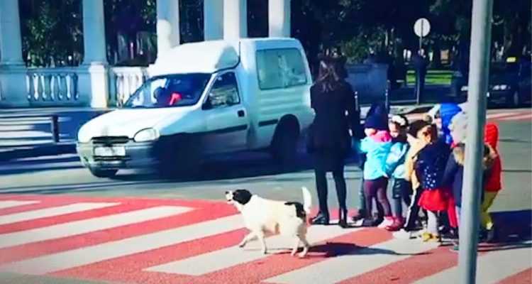 Dieser Fußgängerüberweg ist ganz besonders sicher- Der Grund dafür hat 4 Beine und ein riesiges Herz