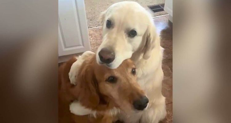 Dieser Hund stiehlt seinem Bruder ein Leckerli – seine Entschuldigung begeistert das Internet