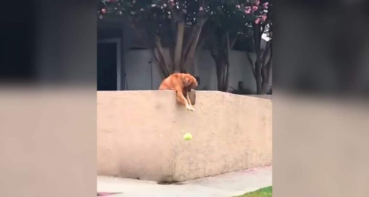 Dieser Hund wirft jeden Morgen sein Spielzeug über die Mauer – Der Grund dafür ist genial-1