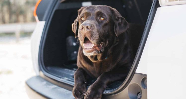 Hundegitter fürs Auto in Test & Vergleich 2023 / 2024: beste Hundegitter