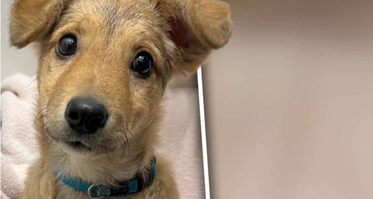 Herzlos: Frau lässt kleinen Hund stundenlang in Kälte stehen - Ihre Reaktion macht sprachlos