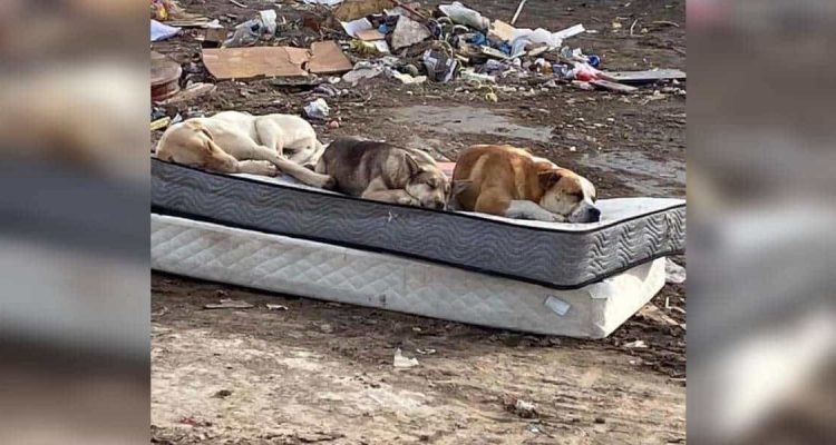 3 Hunde aus Müllhalde gerettet: 1 Jahr später treffen sie sich wieder für ein emotionales Foto