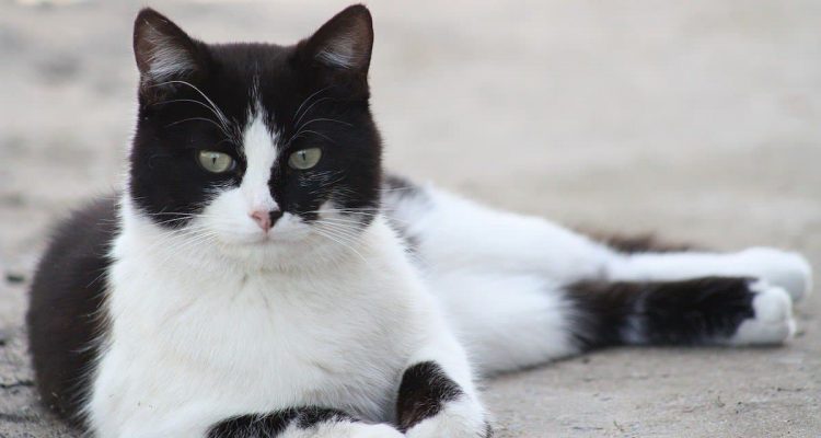 Unglaublich: Verletzte Katze bringt sich selbst in die Notaufnahme und fordert Behandlung