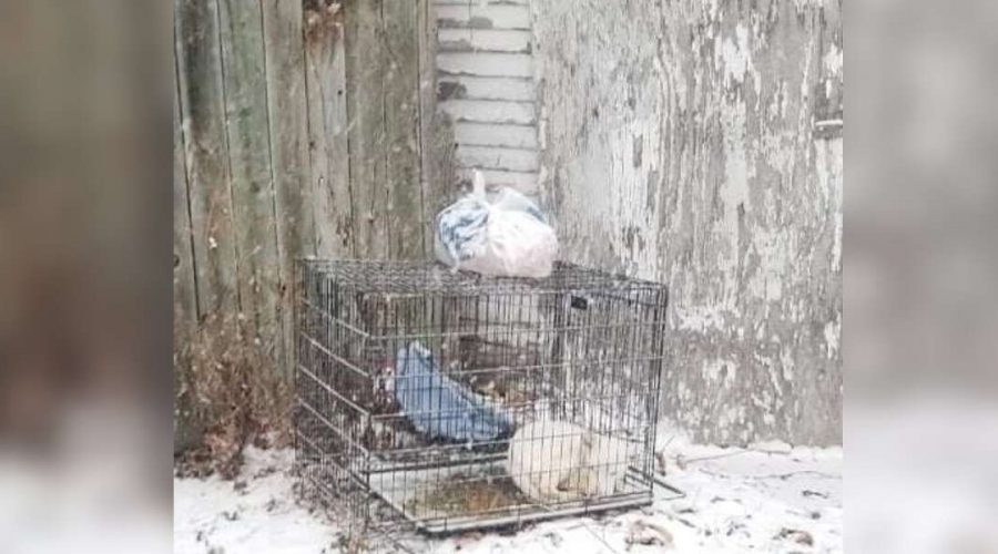 Halb verhungerter Hund in eisiger Kälte ausgesetzt - Seine Verwandlung nach Rettung ist unglaublich