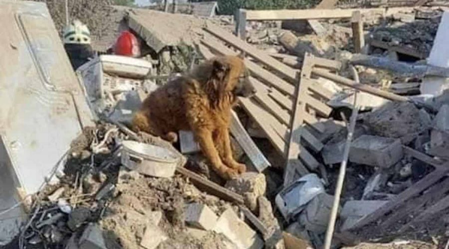 Unfassbar traurig: Erst verlor Hund Krim im Ukraine-Krieg seine Familie - nun ist er auch tot