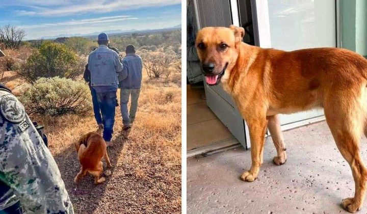 Mann über 1 Woche in Wüste vermisst - Dann schafft sein eigener Hund das Unmögliche