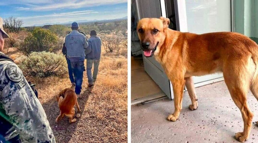 Mann über 1 Woche in Wüste vermisst - Dann schafft sein eigener Hund das Unmögliche