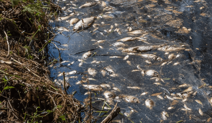 Soweit man sehen kann nur tote Fische Darum kommt es in Australien zum Massensterben von Fischen