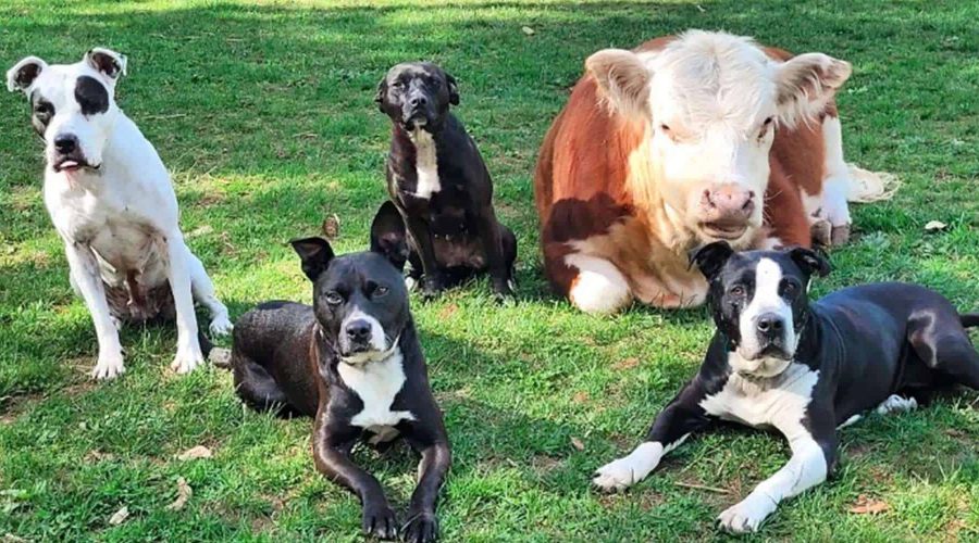Herzerwärmende Bilder: Liebevolle Freundschaft zwischen Hunden und Kühen begeistert das Internet