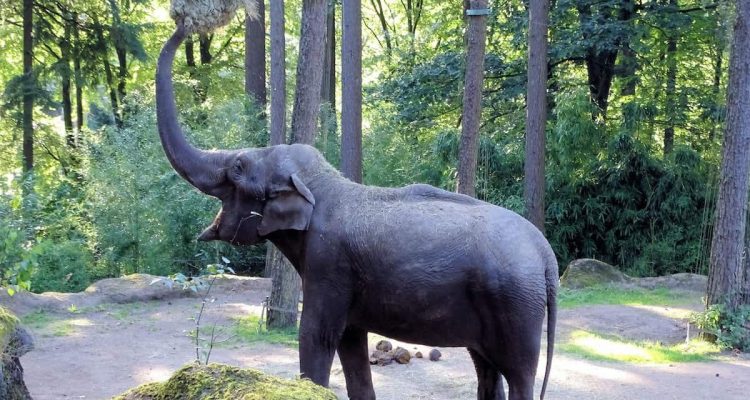 https://www.deine-tierwelt.de/magazin/niedliches-video-elefant-gibt-kind-seinen-schuh-wieder/