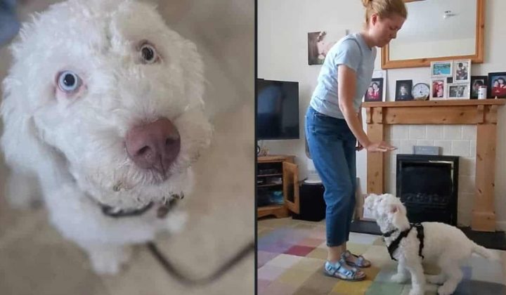 Hund landet wegen Taubheit fast im Tierheim - was dann passiert, bringt das Internet zum Staunen
