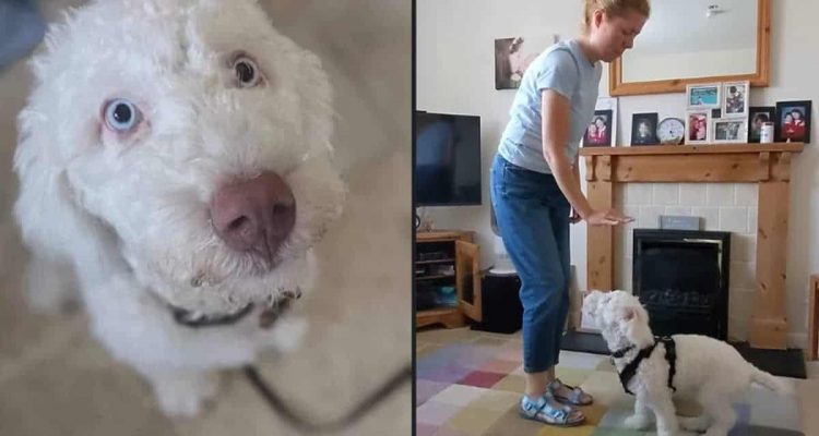 Hund landet wegen Taubheit fast im Tierheim - was dann passiert, bringt das Internet zum Staunen