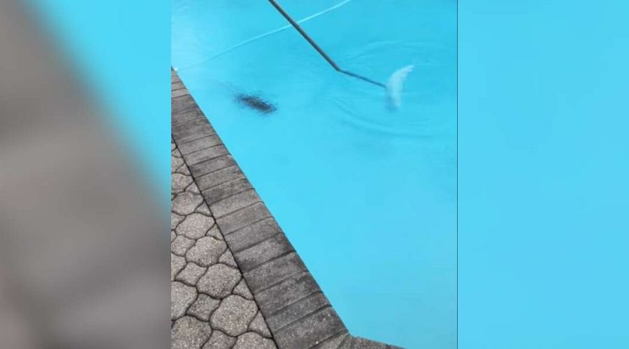 “Dunkler Schatten” schwimmt Pool: Was dieser Mann in Florida in seinem Pool entdeckt, sorgt für Entsetzen