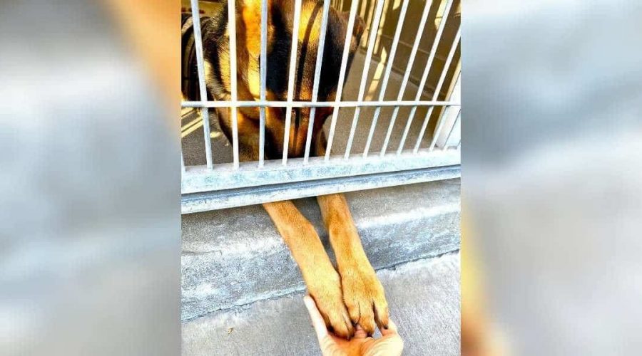 Süßer Schäferhund hält Händchen mit Besuchern des Tierheims - Und hofft so auf eine neue Familie