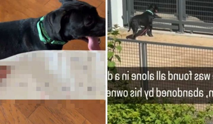 Hund bei über 30 Grad ausgesetzt: Als Frau ihn retten will, findet sie einen herzzerreißenden Zettel