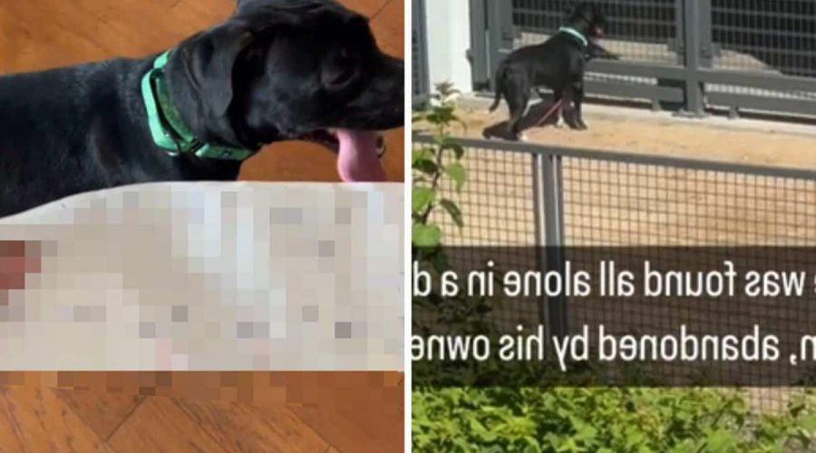 Hund bei über 30 Grad ausgesetzt: Als Frau ihn retten will, findet sie einen herzzerreißenden Zettel