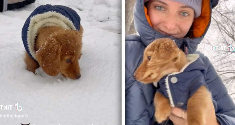 Berührende Bilder auf TikTok - süßer Welpe und seine Reaktion auf den ersten Schnee seines Lebens …