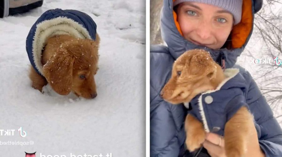 Berührende Bilder auf TikTok - süßer Welpe und seine Reaktion auf den ersten Schnee seines Lebens …