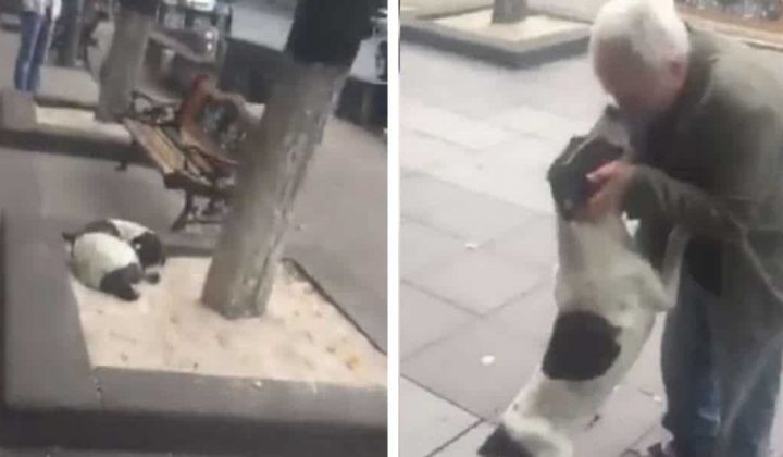 Hund verirrt sich in den Straßen von Tiflis - nach Jahren der Trennung wird er mit seinem Herrchen wieder vereint