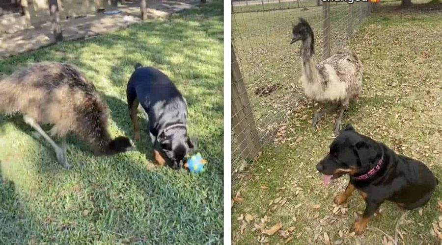 Emu und Hündin schließen Freundschaft - das Netz ist wie immer begeistert von den süßen Bildern