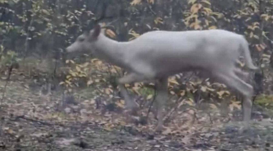 Mysteriöse Aufnahmen: Weiße Kreatur im Wald von Polen entdeckt - Biologen klären auf