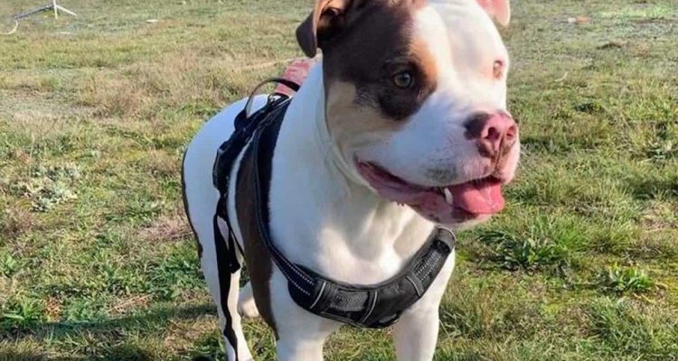 Tierarzt mit Herz verweigert Einschläferung von Bulldogge: Besitzer will OP-Kosten nicht zahlen