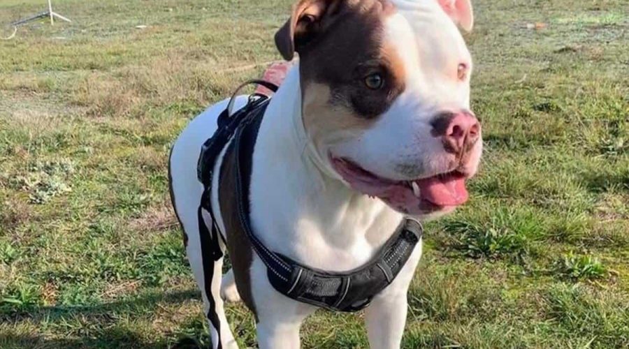 Tierarzt mit Herz verweigert Einschläferung von Bulldogge: Besitzer will OP-Kosten nicht zahlen