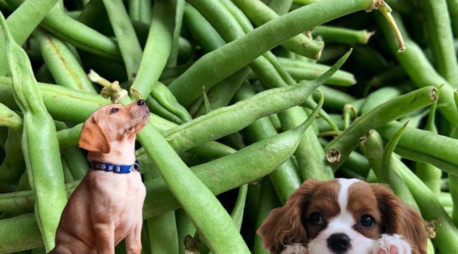 Dürfen Hunde Bohnen essen