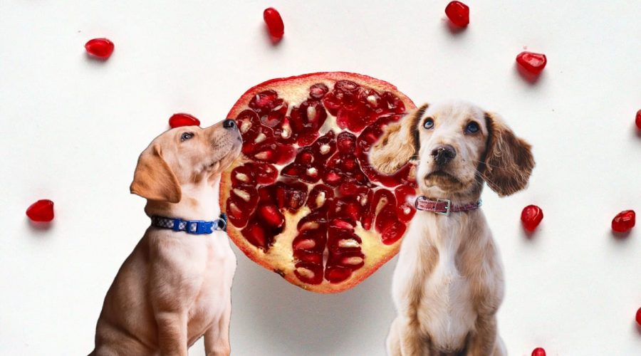 Dürfen Hunde Granatapfel essen