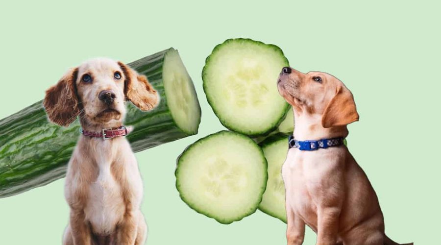 Dürfen Hunde Gurken essen