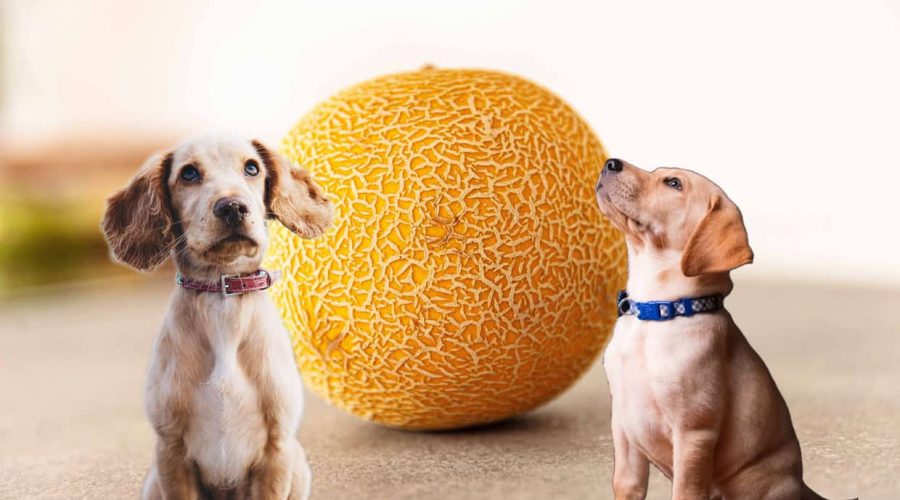 Dürfen Hunde Honigmelone essen