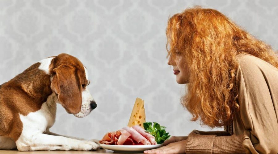 dürfen hunde kochschinken essen