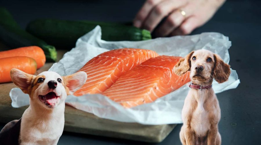 Dürfen Hunde Lachs essen