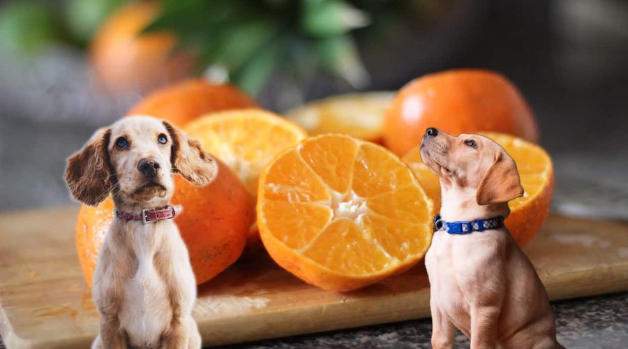 Dürfen Hunde Mandarinen essen