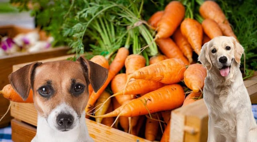 Dürfen Hunde Möhre essen