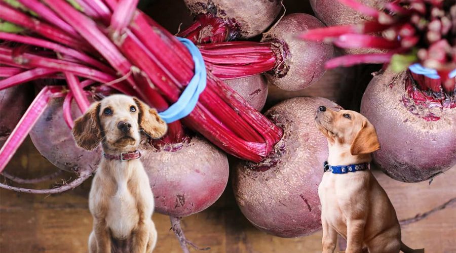 Dürfen Hunde Rote Beete essen