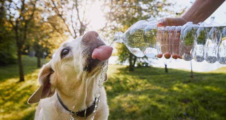 dürfen hunde sprudelwasser trinken, (sek dürfen hunde mineralwasser trinken)