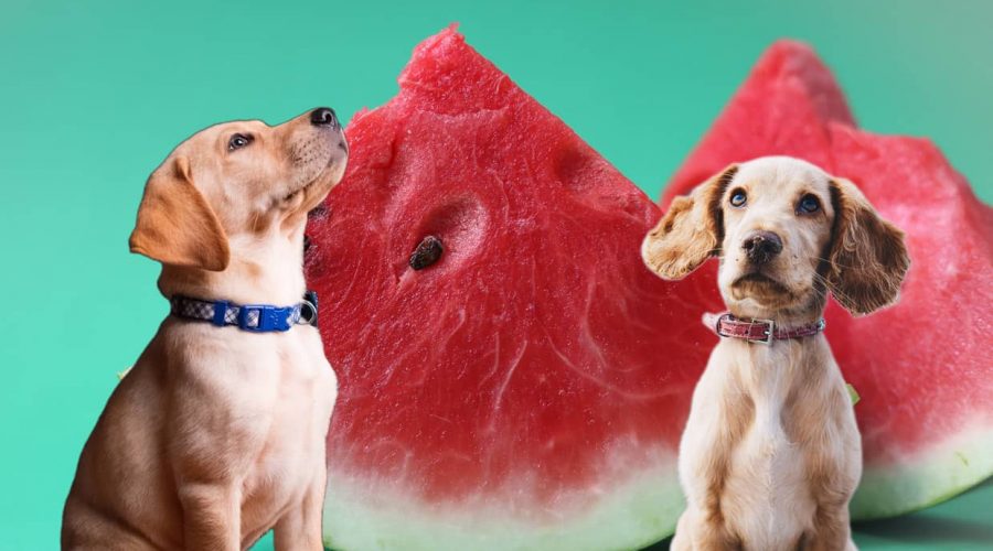 Dürfen Hunde Wassermelone essen