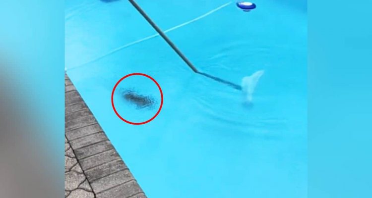 „Dunkler Schatten“ im Pool- Was dieser Mann in Florida in seinem Pool entdeckt, sorgt für Entsetzen