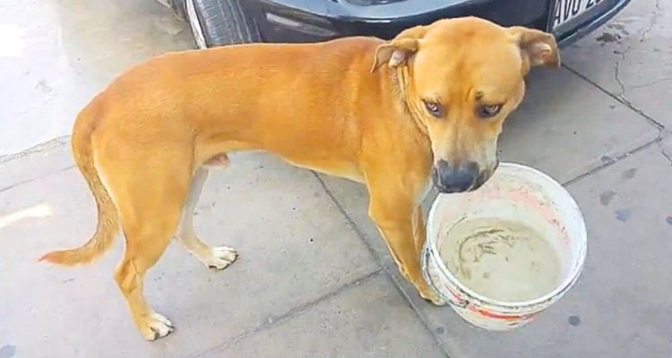 Dürre trocknet Wasserquellen aus: Was ein Straßenhund macht, um zu überleben, beeindruckt zutiefst