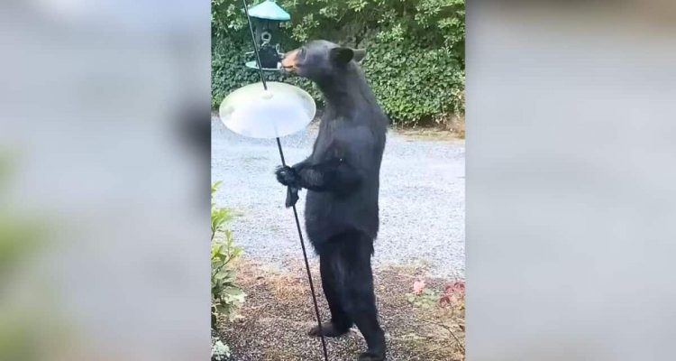 Ehepaar sieht Bär vor Fenster - was er da macht, lässt dicke Lachtränen kullern