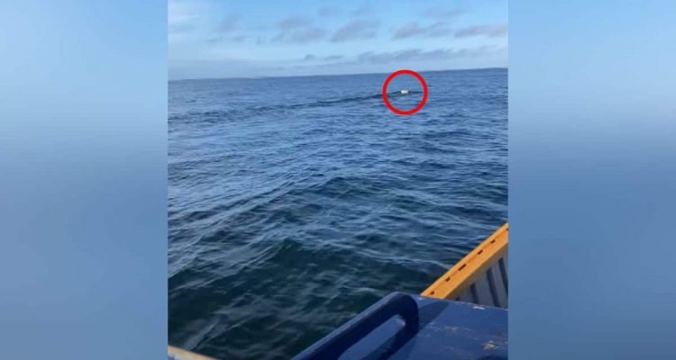 Ein weißer Punkt in der Ferne- Fischer sind sprachlos, als sie dieses Tier auf dem Ozean sehen