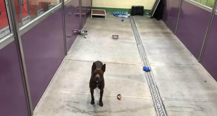Einfach traurig – bei Veranstaltung im Tierheim werden alle Hunde adoptiert, nur einer bleibt zurück